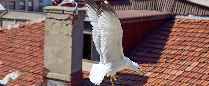 Residential Chimney Animal Removal Solution in Santa Clarita, CA